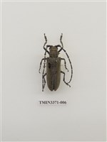 藏品(桑天牛)的圖片